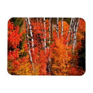 Röd lönn (Acer Rubra) och asp Magnet