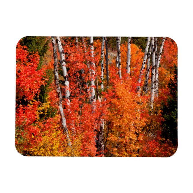 Röd lönn (Acer Rubra) och asp Magnet (Horisontell)
