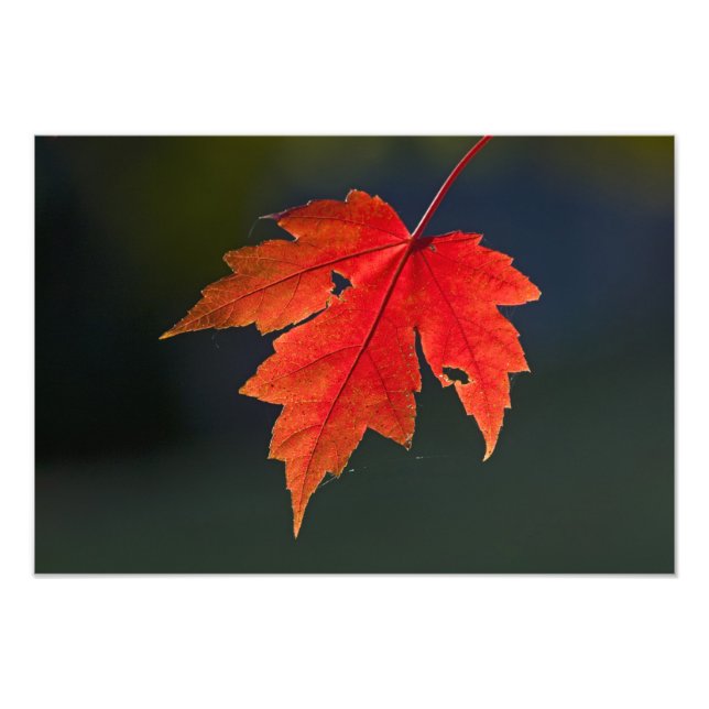 Röd lönn (Acer rubrum) rött blad på hösten, Fototryck (Framsidan)