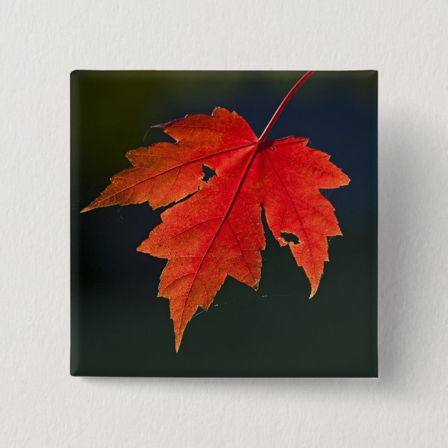 Röd lönn (Acer rubrum) rött blad på hösten, Knapp (Framsida)