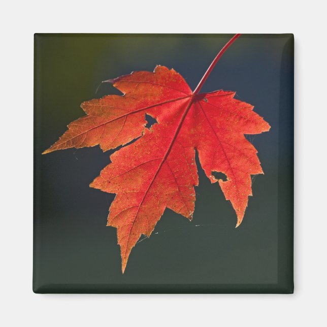 Röd lönn (Acer rubrum) rött blad på hösten, Magnet (Framsidan)