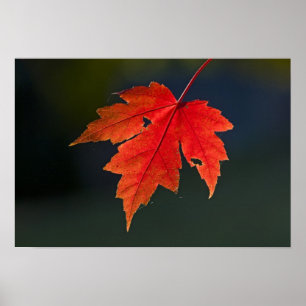 Röd lönn (Acer rubrum) rött blad på hösten, Poster