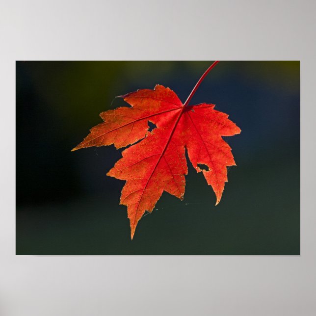 Röd lönn (Acer rubrum) rött blad på hösten, Poster (Framsidan)