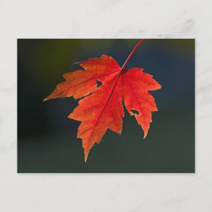 Röd lönn (Acer rubrum) rött blad på hösten, Vykort