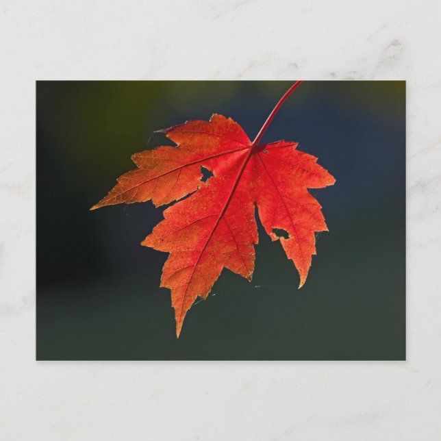 Röd lönn (Acer rubrum) rött blad på hösten, Vykort (Framsida)
