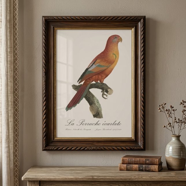 Röd Lori eller Eos Bornea, Trichoglossus borneus Fototryck (Red Lory or Eos Bornea, Trichoglossus borneus. Photo Print)