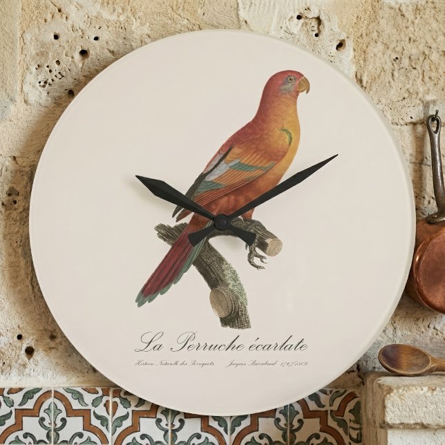 Röd Lori eller Eos Bornea, Trichoglossus borneus Stor Klocka (Red Lory or Eos Bornea, Trichoglossus borneus. Large Clock)