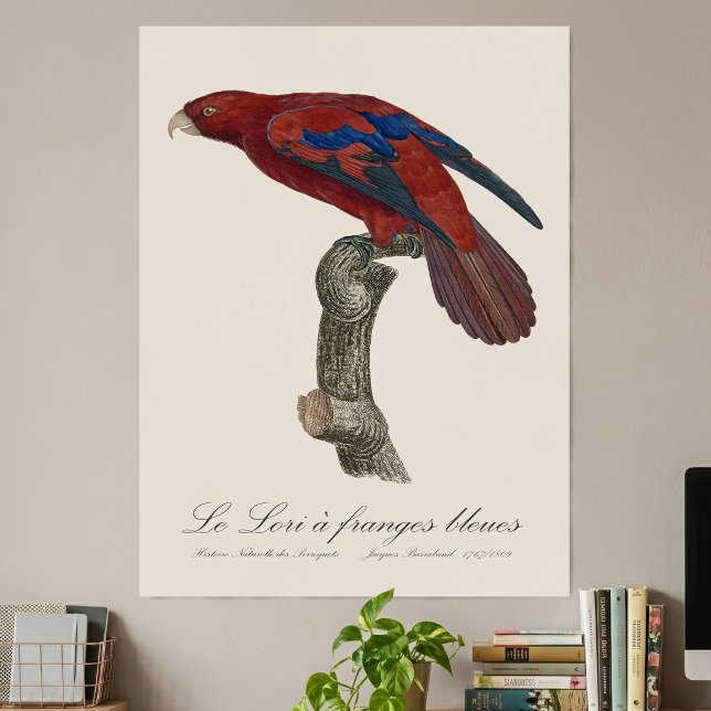 Röd lori, Trichoglossus borneus Poster (Long-Tailed Red Lory, Trichoglossus borneus. Poster)