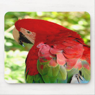 Röd Macaw Mousepad 2 Musmatta