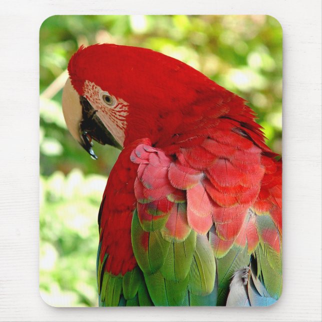 Röd Macaw Mousepad 2 Musmatta (Framsidan)