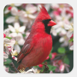 Röd Male kardinal Fyrkantigt Klistermärke