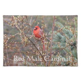 Röd Male kardinal på häckbordstablett Bordstablett