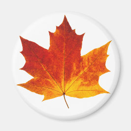 Röd maple löv magnet