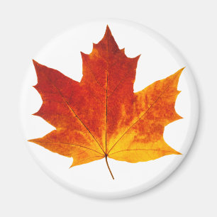 Röd maple löv magnet