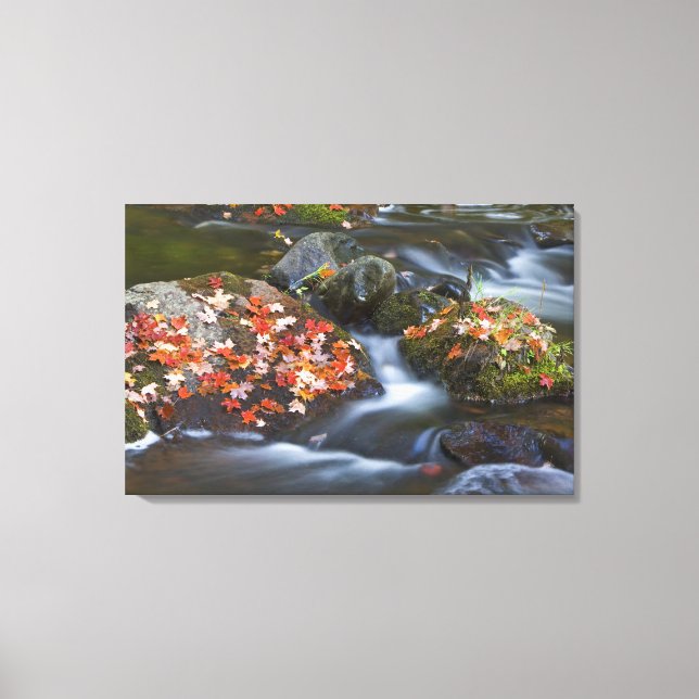 Röd maple löv mattar sten i canvastryck (Framsida)