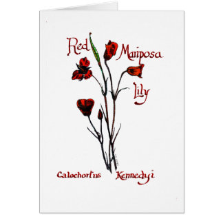 Röd Marisposa lilja OBS Kort