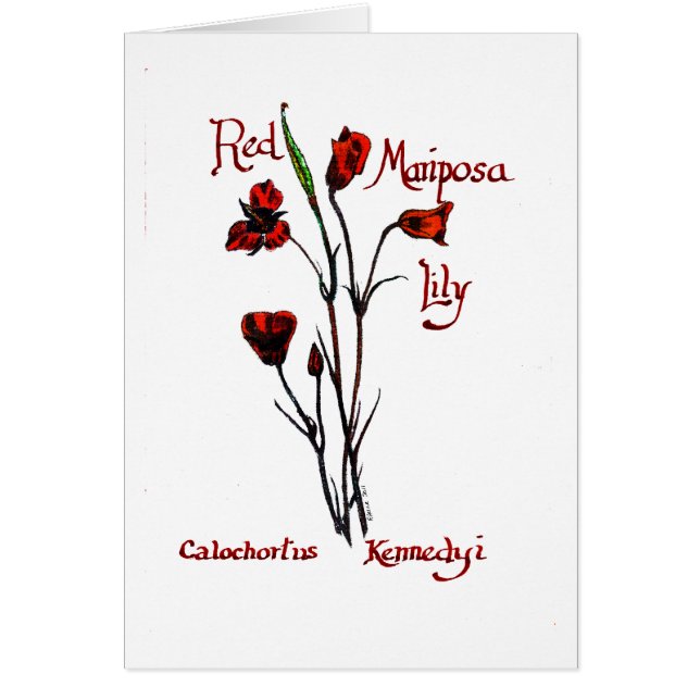 Röd Marisposa lilja OBS Kort (Framsidan)