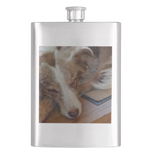 röd merle aussie som sover fickplunta (Framsidan)