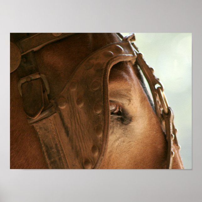 Röd mule - Poster i Öga (Framsidan)