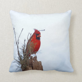 Röd nordlig huvudsaklig sitta på ett trä postar kudde