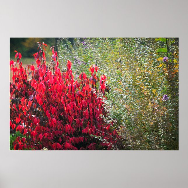 Röd- och Grönt-blomma Poster (Framsidan)