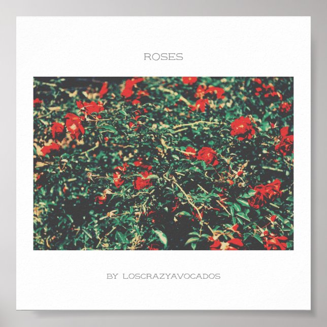 Röd- och Grönt Flowers Ro Poster (Framsidan)