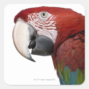 Röd-och-grönt Macaw - Arachloropterus Fyrkantigt Klistermärke