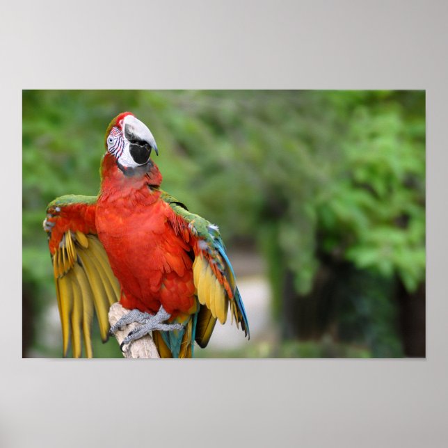 Röd och grönt Macaw på perch Poster (Framsidan)