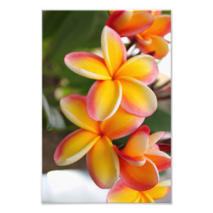 Röd och gul Plumeria 2 Fototryck