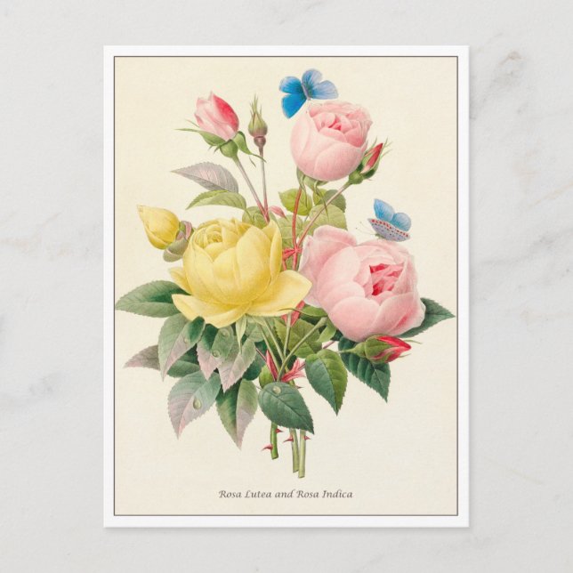 Röd och Gul ros av Pierre Joseph Redoute Vykort (Framsida)
