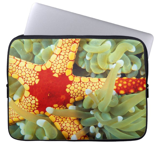 Röd och gul sjöstjärna laptop fodral (Framsidan)