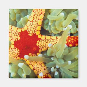 Röd och gul sjöstjärna magnet