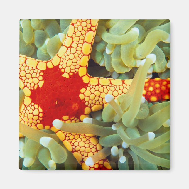 Röd och gul sjöstjärna magnet (Framsidan)