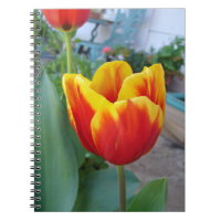 Röd och gul tulpan blomster trädgård Foto