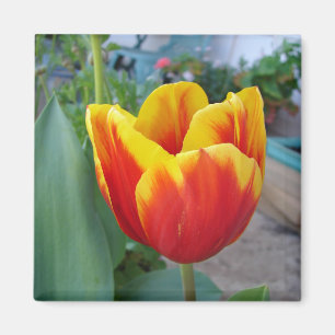 Röd och gul tulpan blomsterträdgård foto magnet