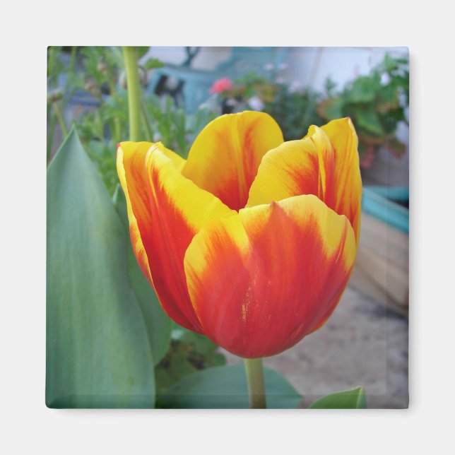 Röd och gul tulpan blomsterträdgård foto magnet (Framsidan)
