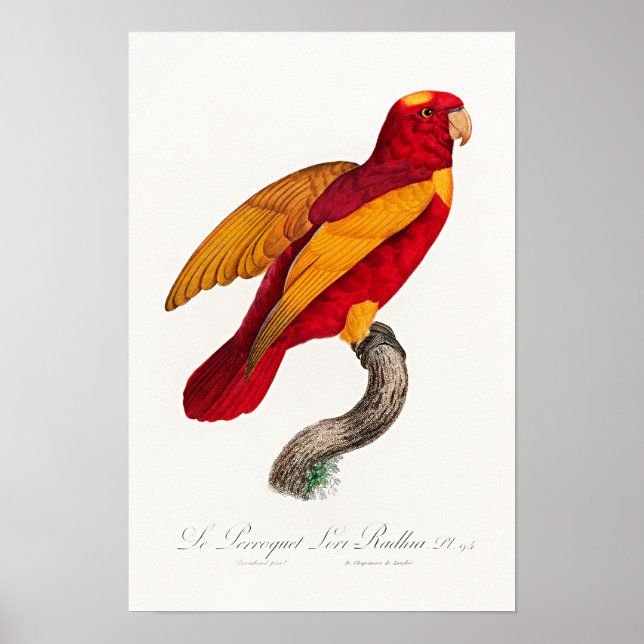 Röd-och-Guld Lory, Poster (Framsidan)