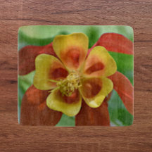 Röd och Gult Bicolor Columbine Blommigt