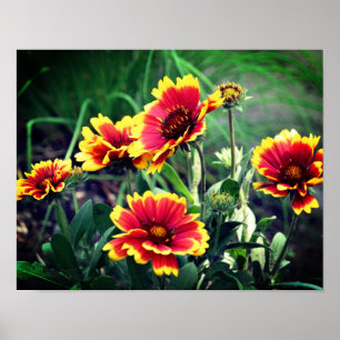 Röd och Gult Gaillardia Blanket Flower Poster