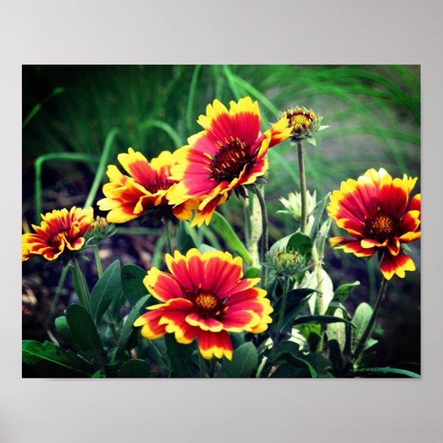 Röd och Gult Gaillardia Blanket Flower Poster (Framsidan)