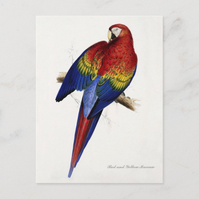 Röd- och Gult Maccaw-vykort Vykort (Framsida)
