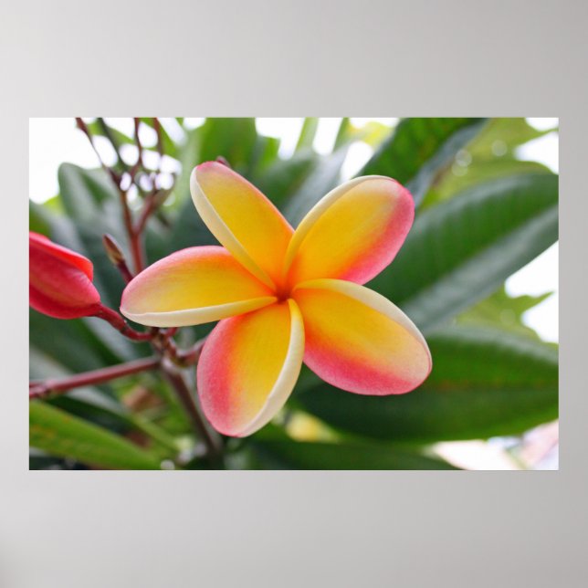 Röd och Gult Plumeria 1 Poster (Framsidan)