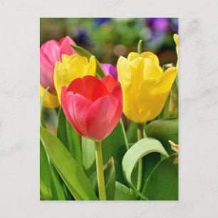 Röd och Gult Tulips Vår Garden Vykort