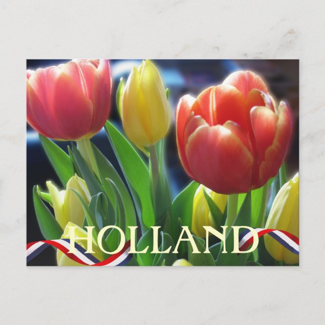Röd- och Gult Vår Tulips Holland-vykort Vykort (Framsida)