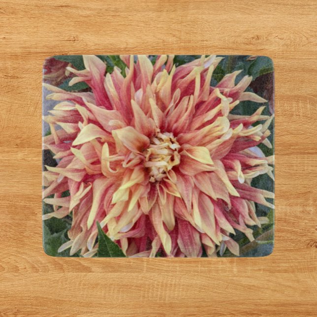 Röd och Gult Variegated Dahlia Bloom Blommigt (In Situ)