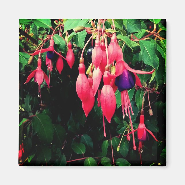 Röd och lila blommor magnet (Framsidan)