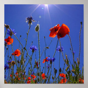 Röd och lila ro som omfattar blå himmel och sol poster