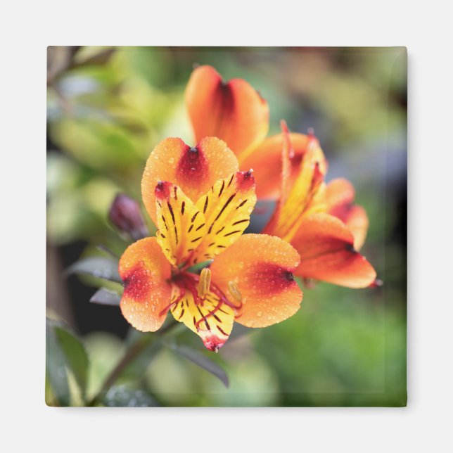 Röd och Orange Alstroemeria Flowers Magnet (Framsidan)
