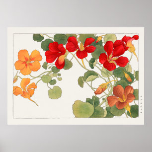 Röd och Orange Nasturtium Flowers av Tanigami Kona Poster