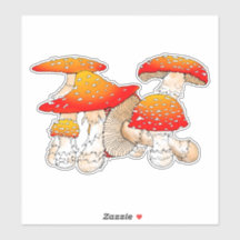 Röd och orange svamp